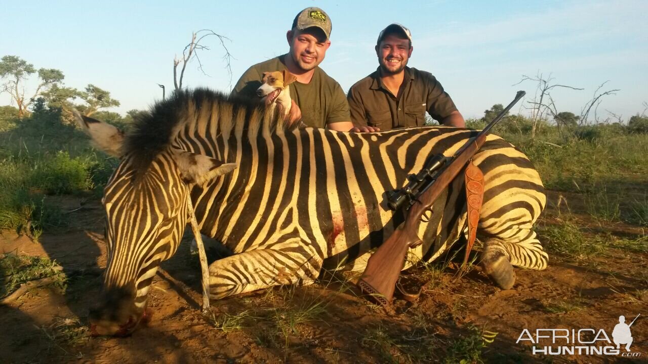 Burchell's Plain Zebra Hunt South Africa