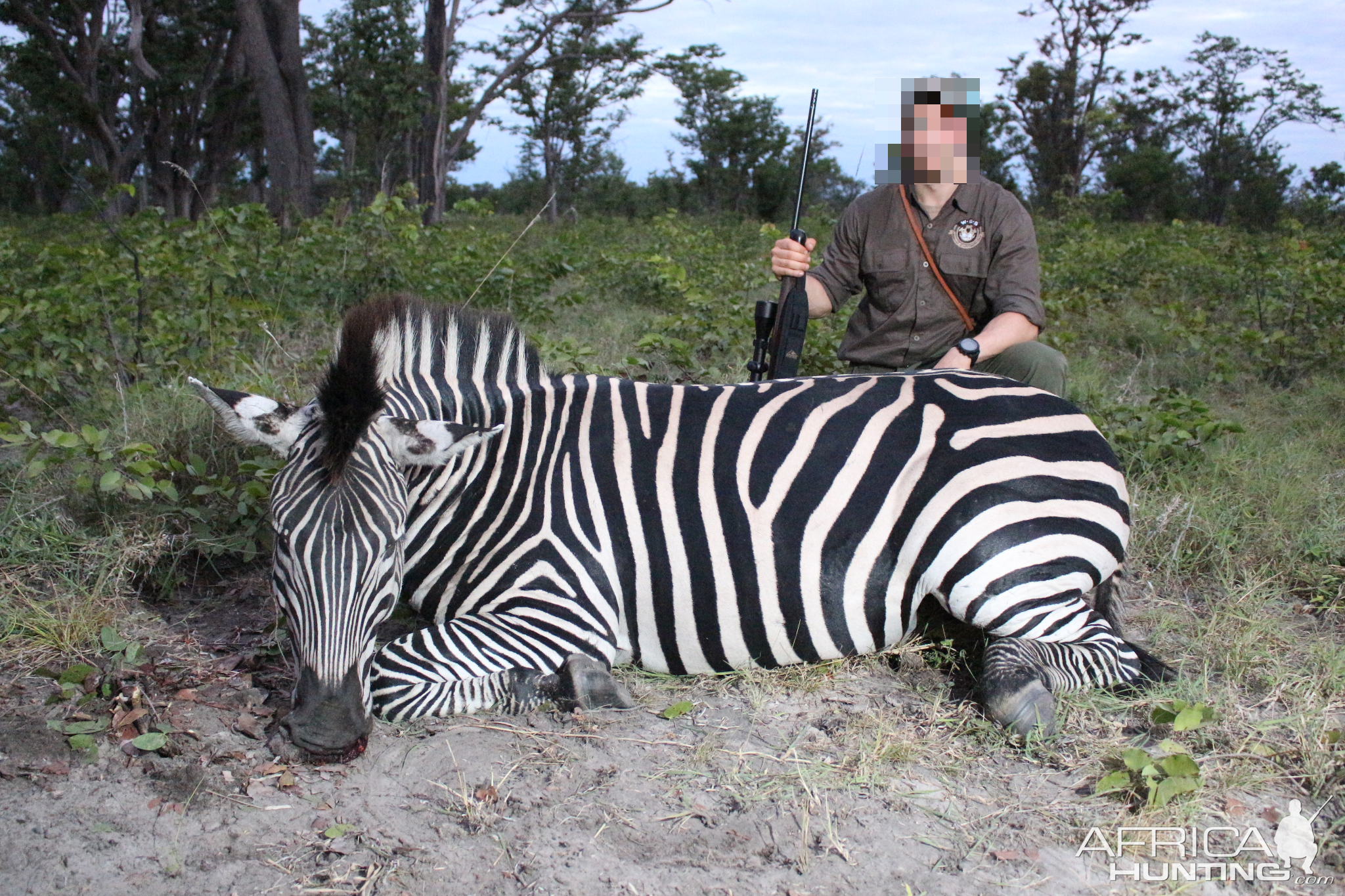 Burchell's Plain Zebra  Hunt