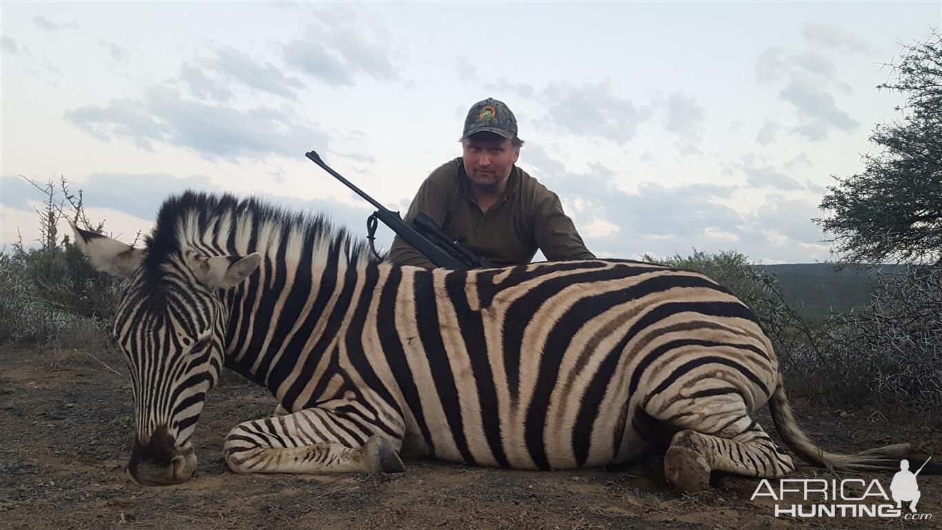 Burchell's Plain Zebra Hunting in South Africa