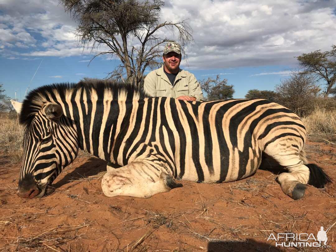 Burchell's Plain Zebra Hunting Namibia