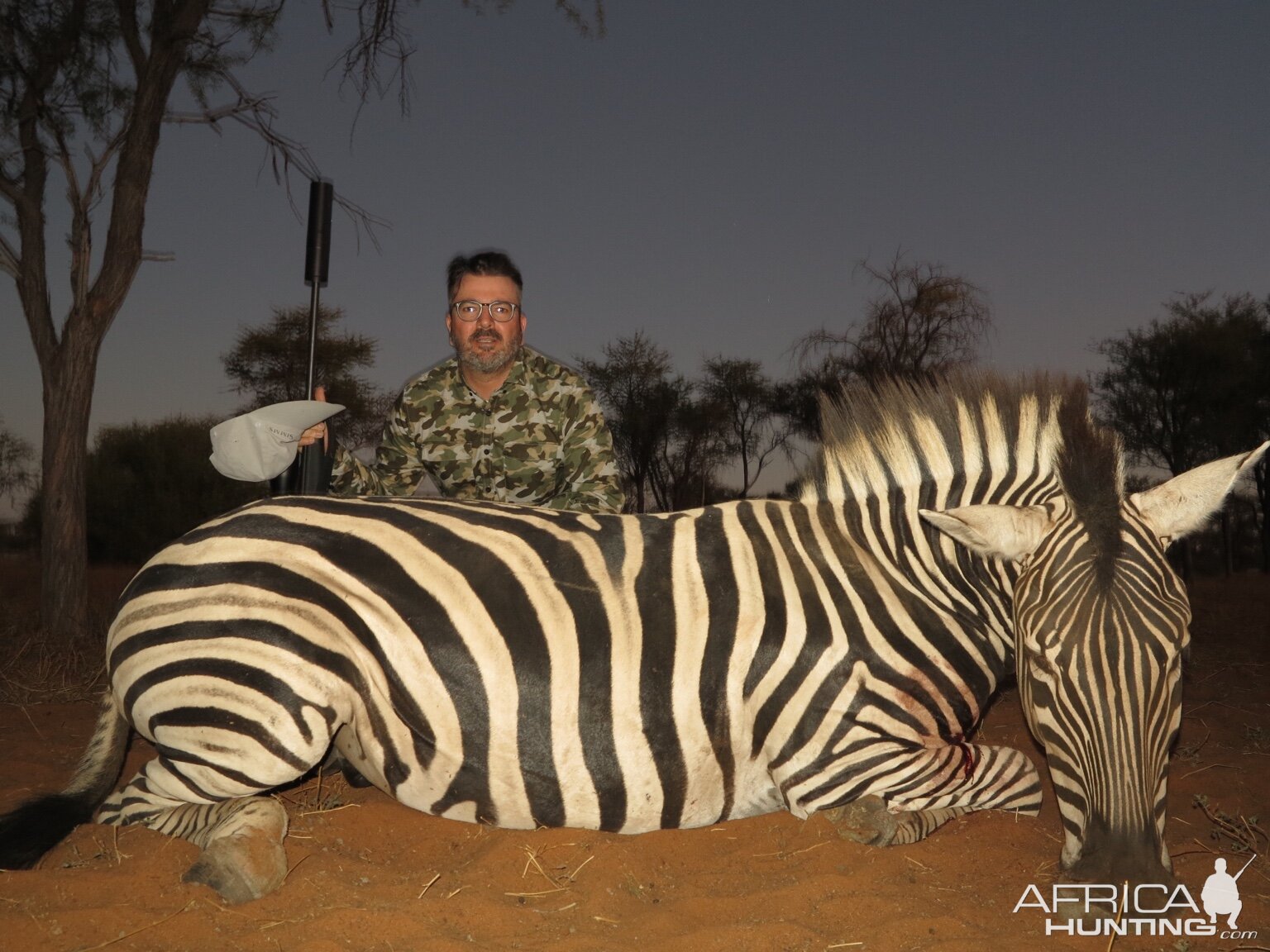 Burchell's Plain Zebra Hunting Namibia