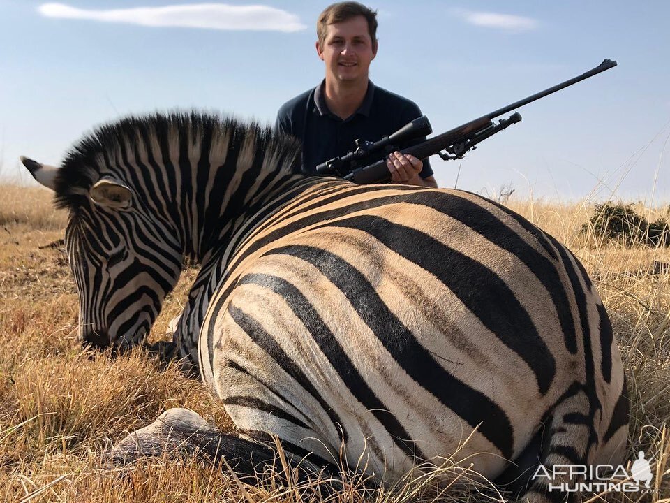 Burchell's Plain Zebra Hunting South Africa