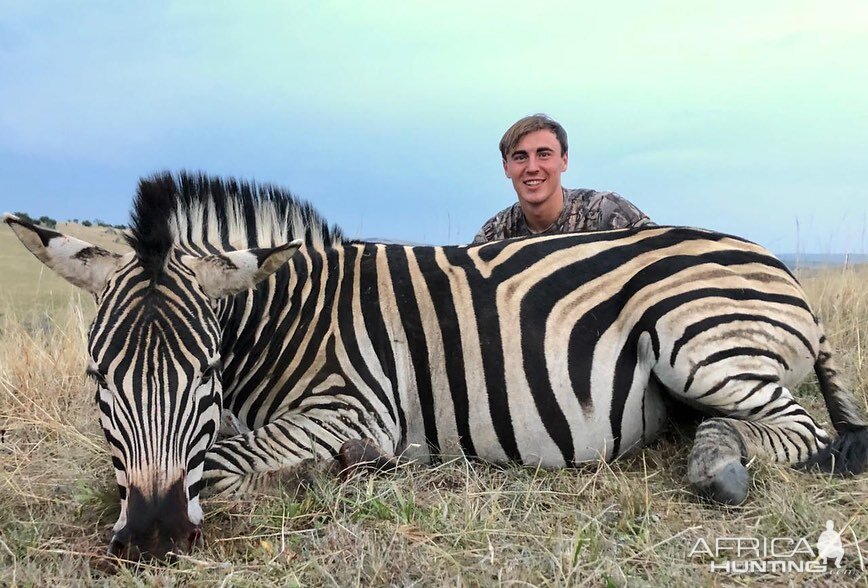 Burchell's Plain Zebra Hunting South Africa