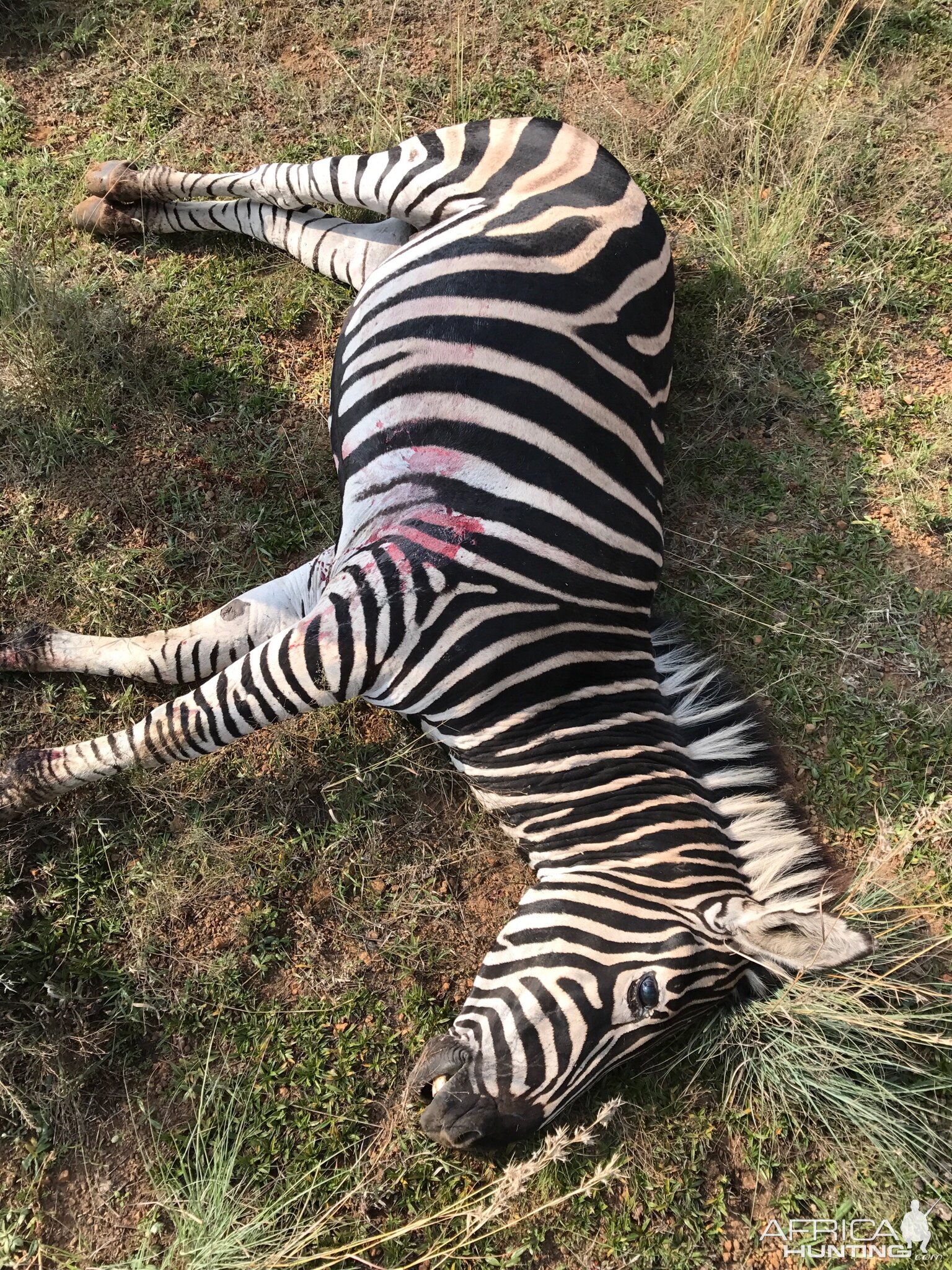 Burchell's Plain Zebra Hunting South Africa