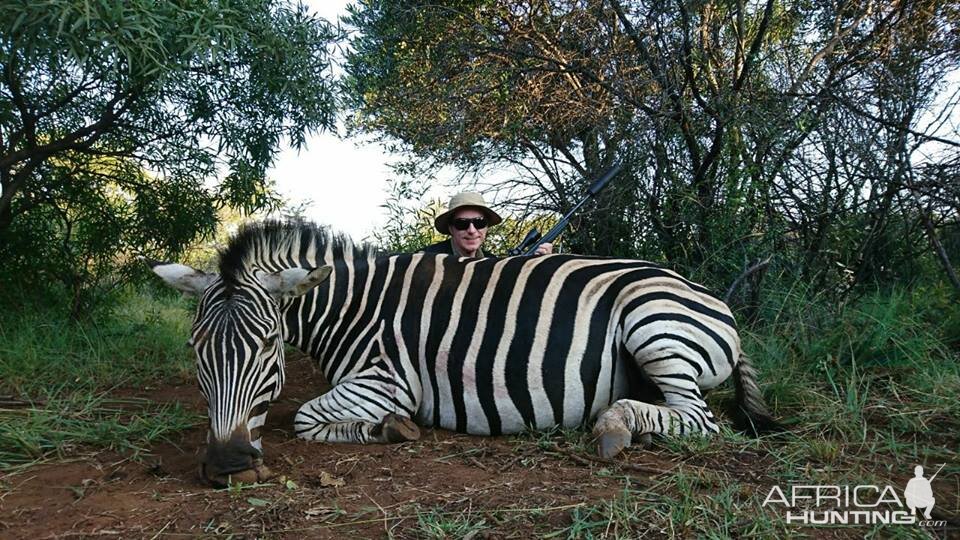 Burchell's Plain Zebra Hunting South Africa