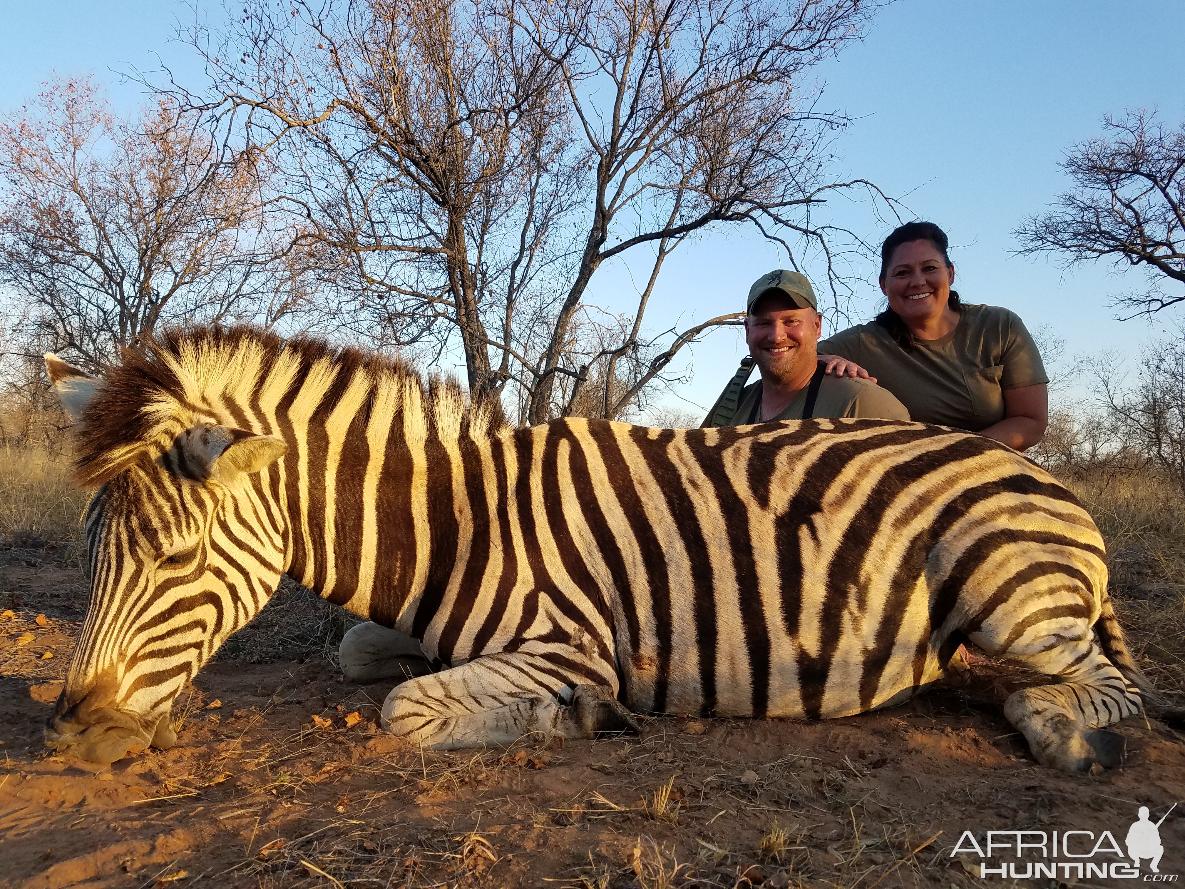 Burchell's Plain Zebra Hunting South Africa