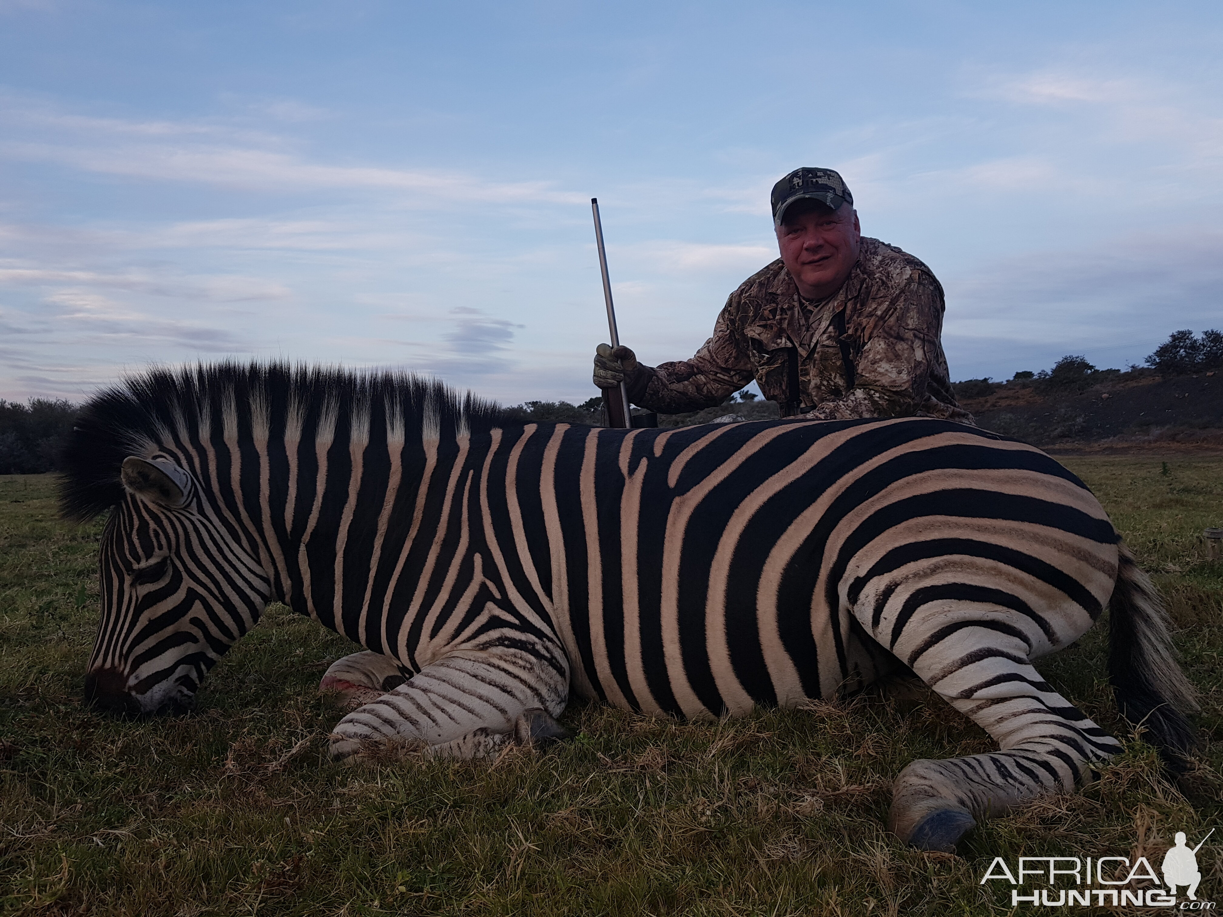 Burchell's Plain Zebra Hunting South Africa