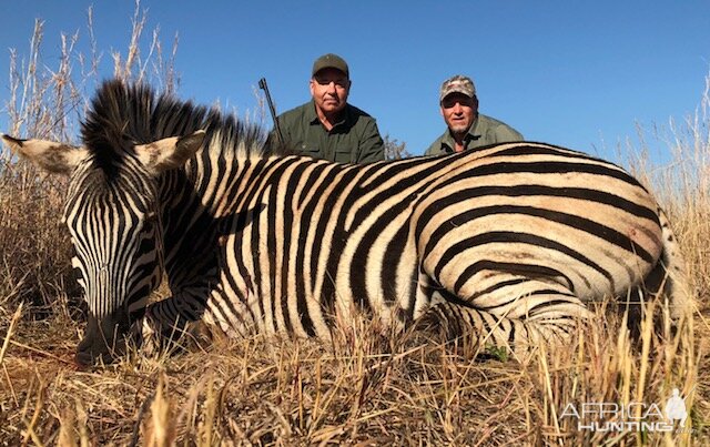 Burchell's Plain Zebra Hunting South Africa