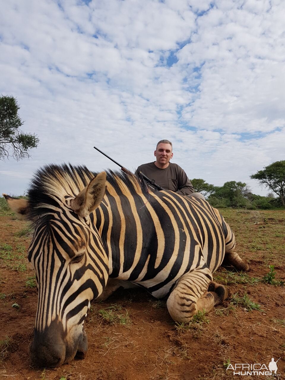 Burchell's Plain Zebra Hunting South Africa