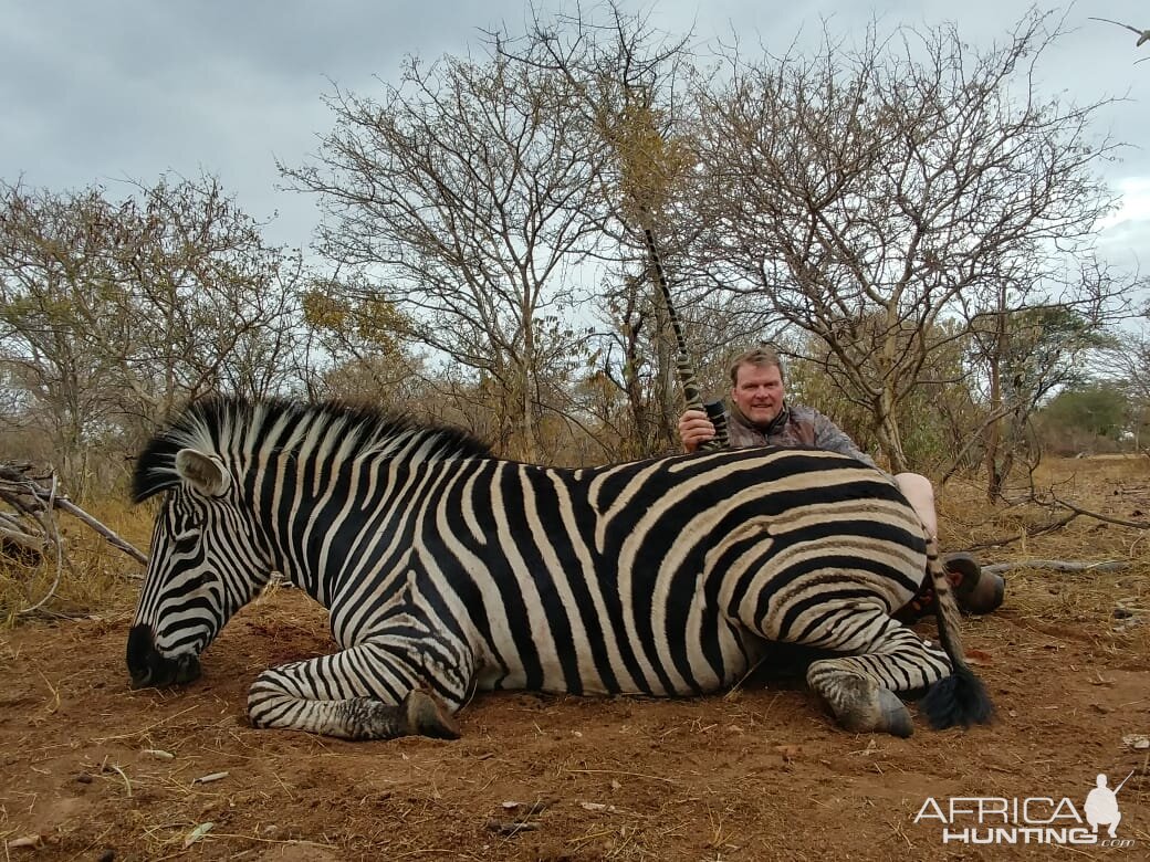 Burchell's Plain Zebra Hunting South Africa