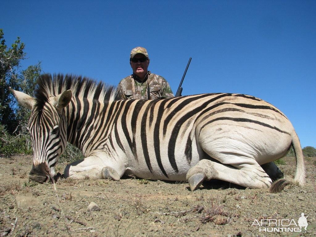 Burchell's Plain Zebra Hunting South Africa