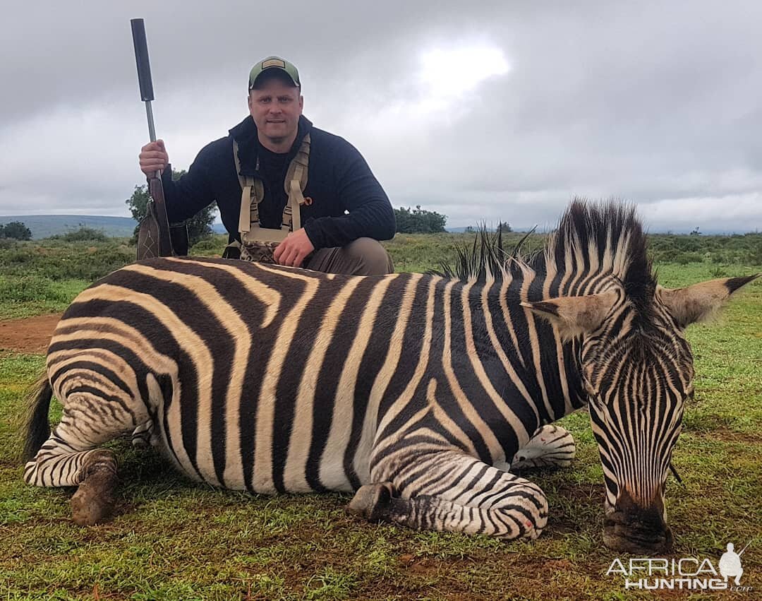 Burchell's Plain Zebra Hunting South Africa