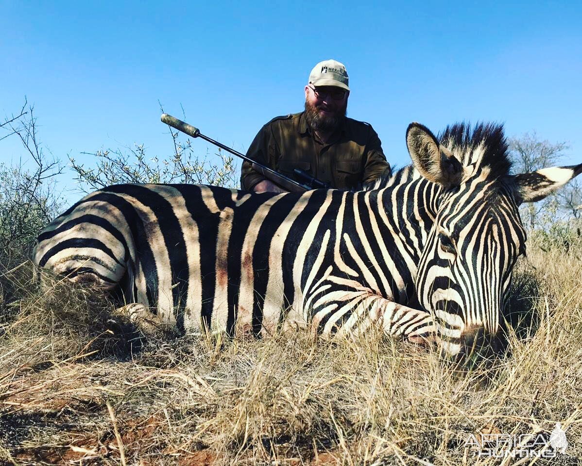 Burchell's Plain Zebra Hunting South Africa