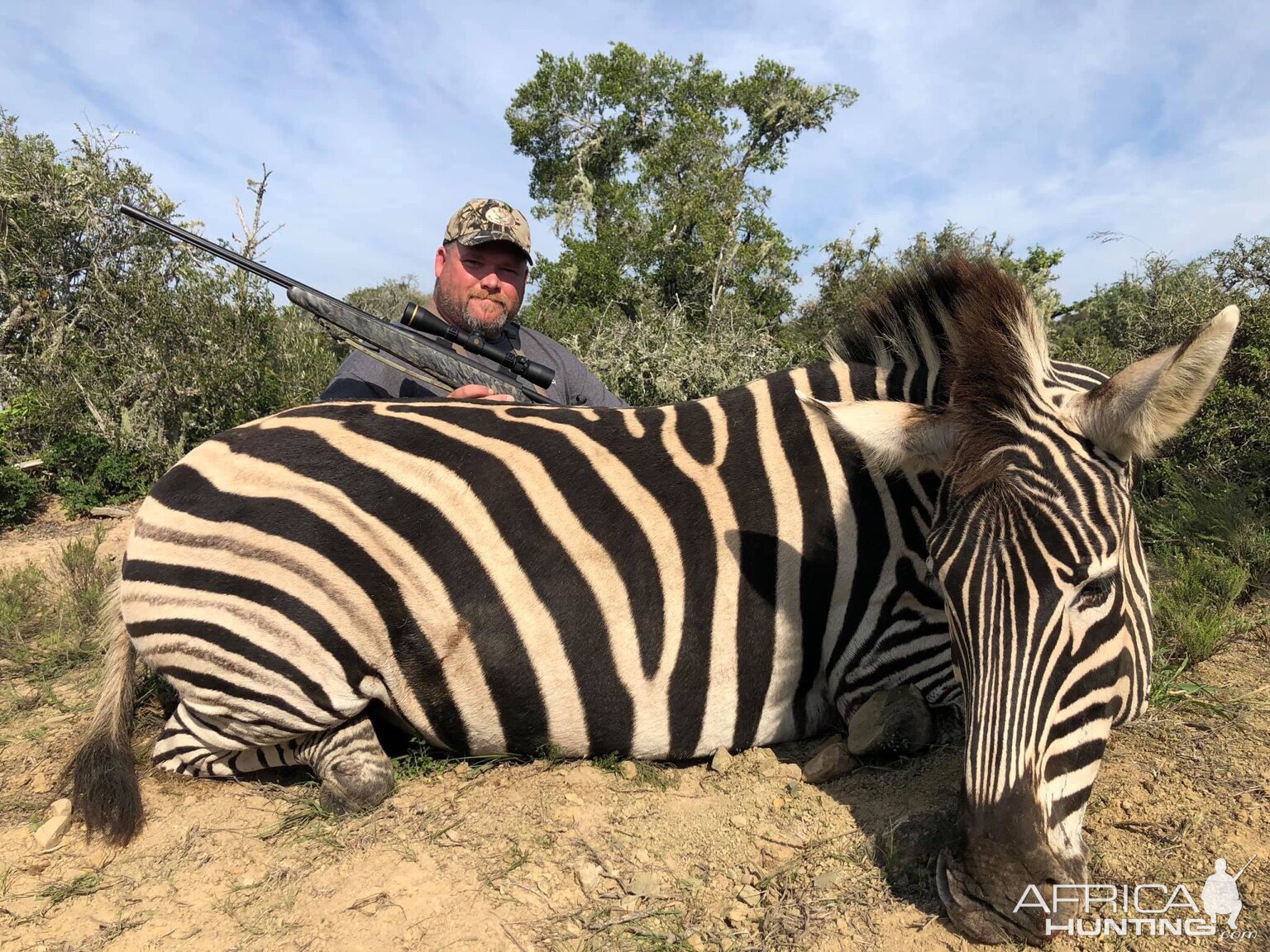 Burchell's Plain Zebra Hunting South Africa