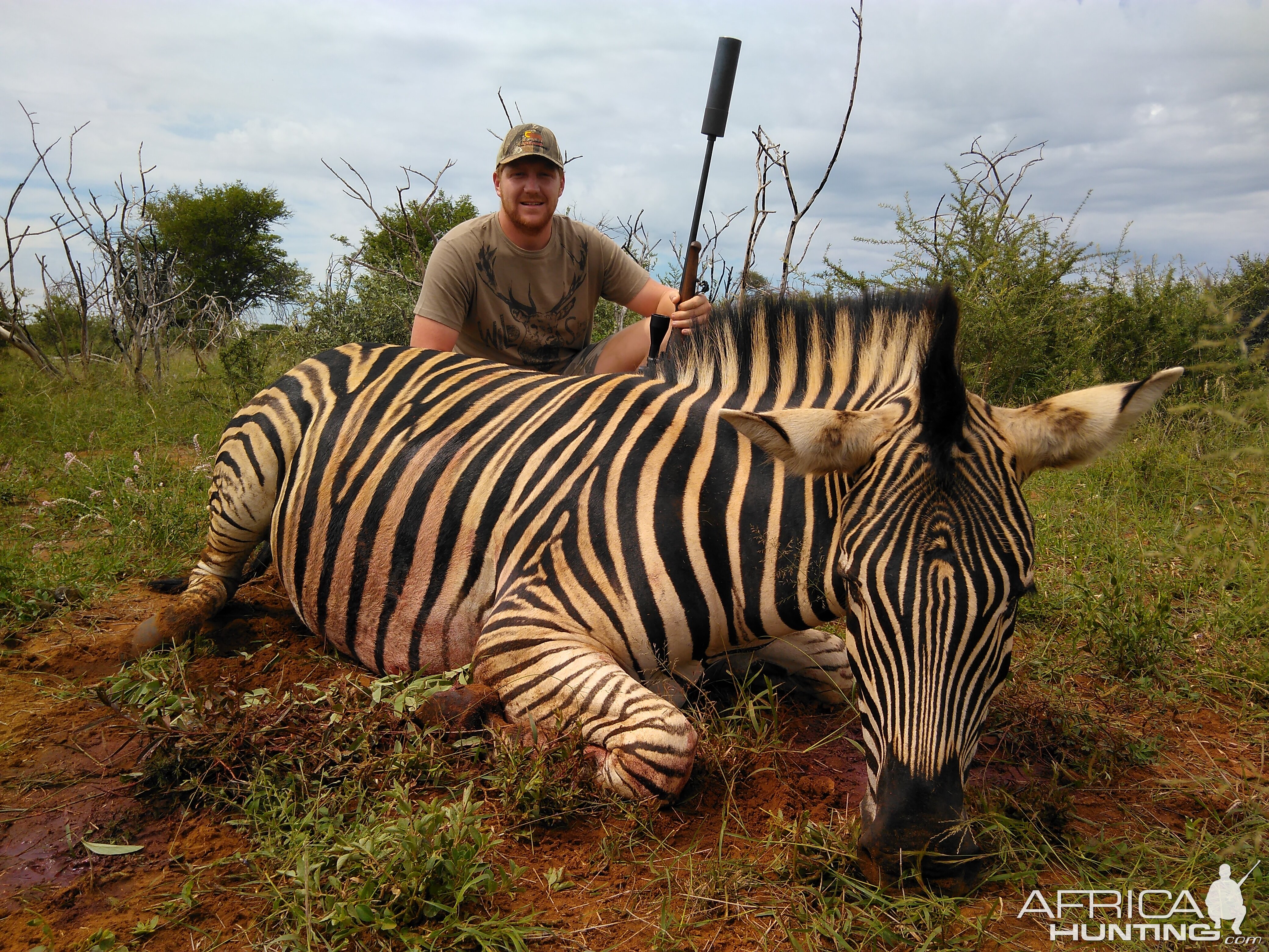 Burchell's Plain Zebra Hunting South Africa