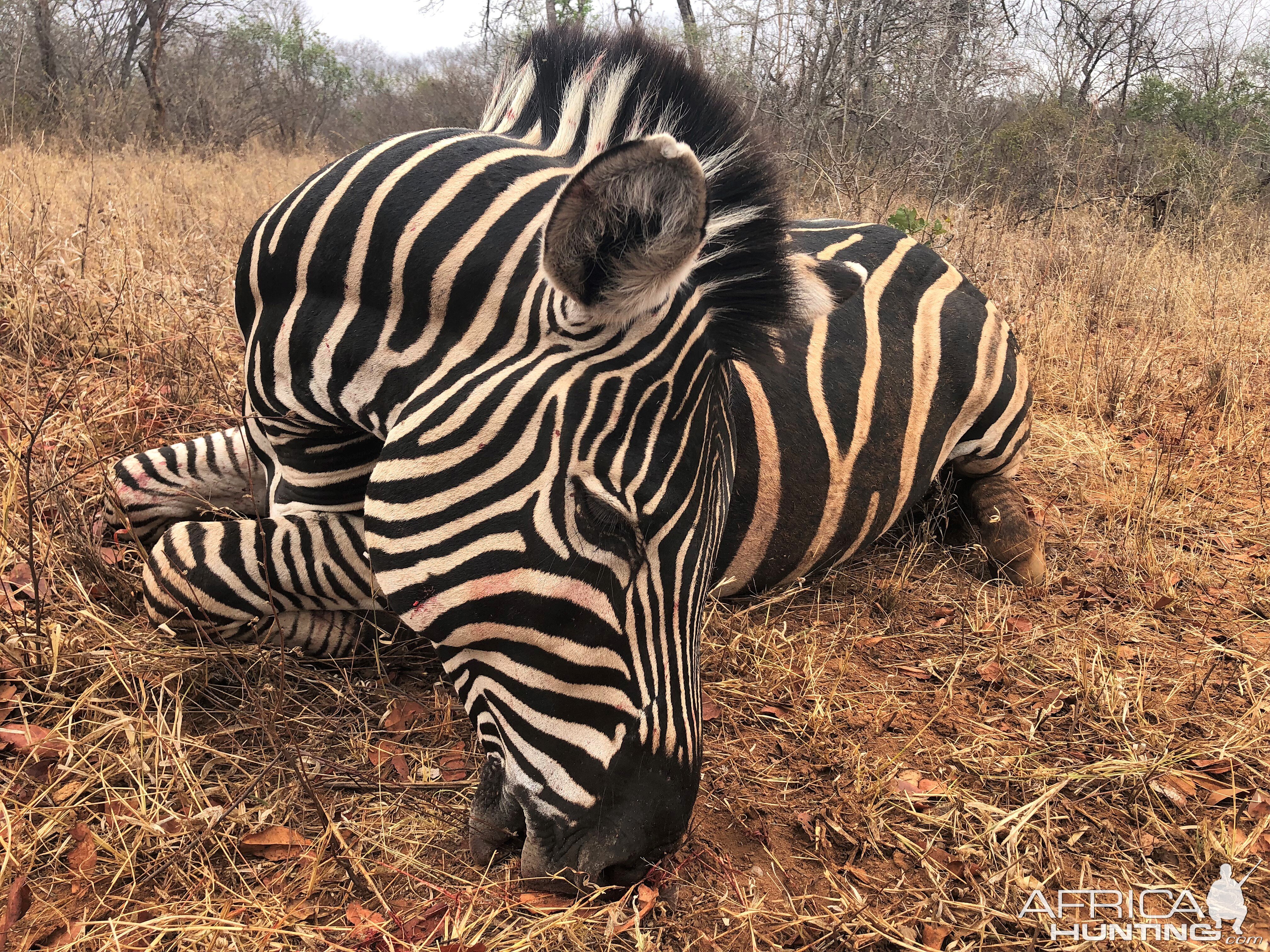 Burchell's Plain Zebra Hunting Zimbabwe