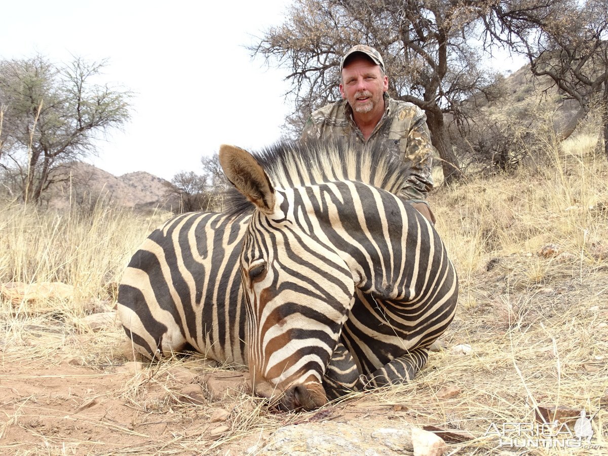 Burchell's Plain Zebra Hunting