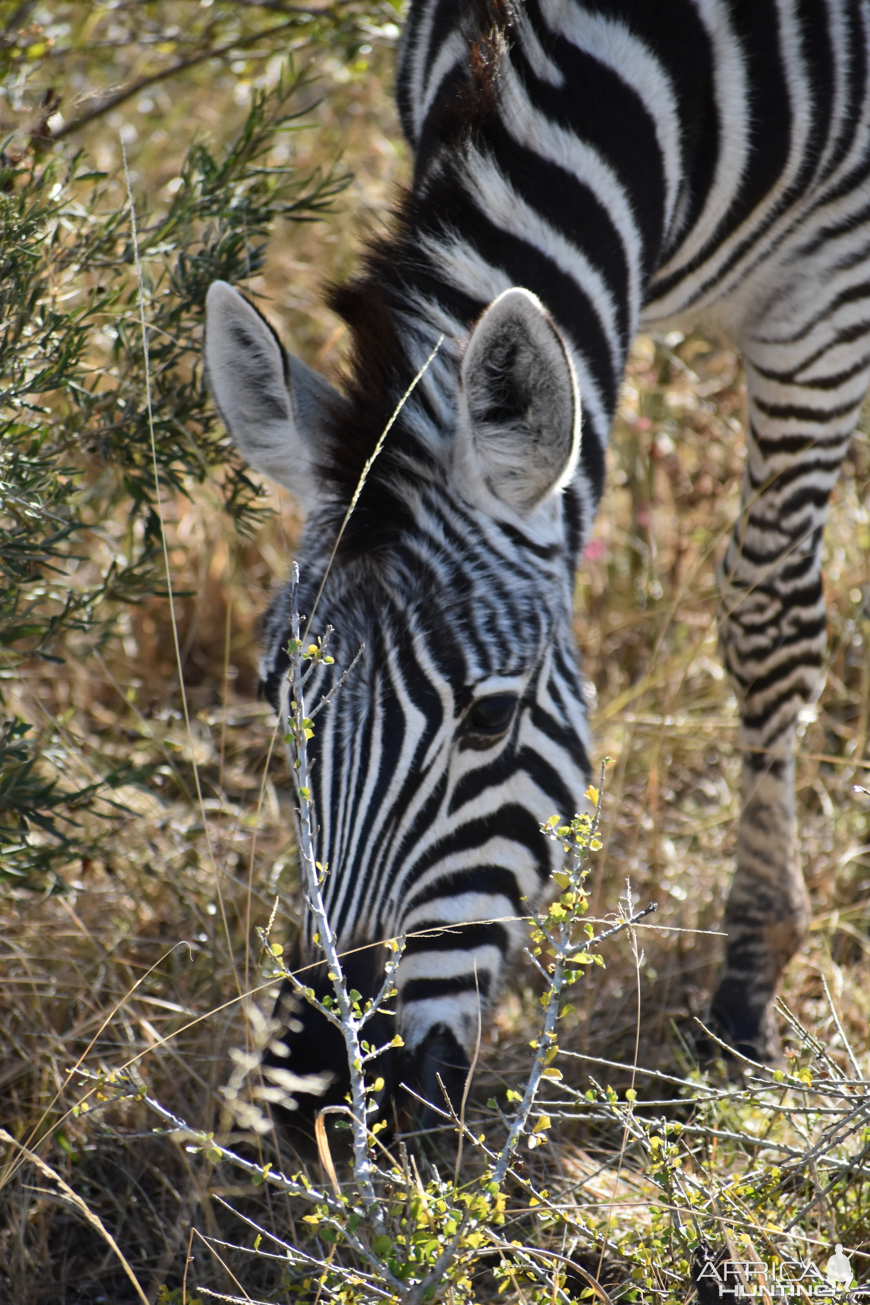 Burchell's Plain Zebra in South Africa