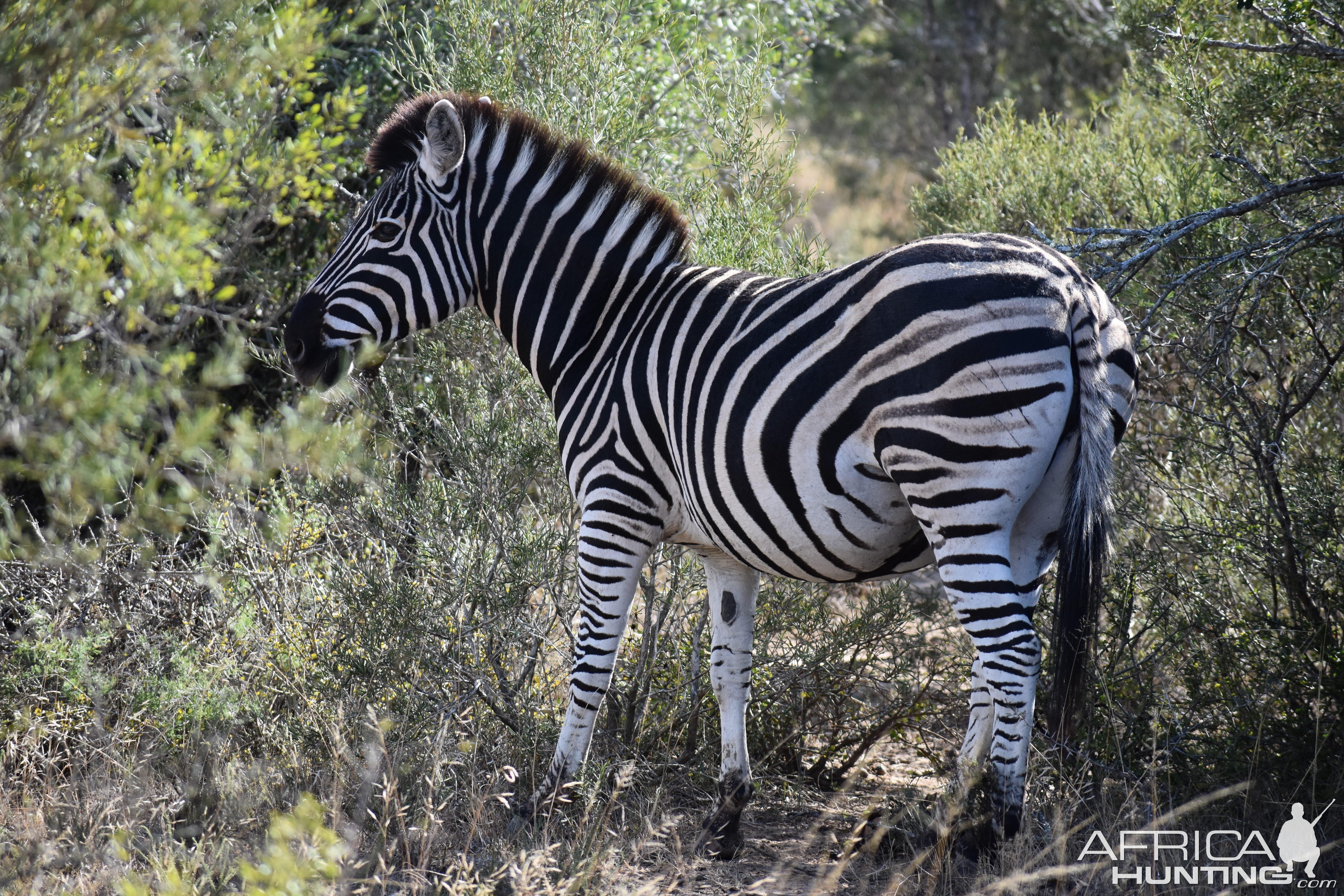 Burchell's Plain Zebra in South Africa