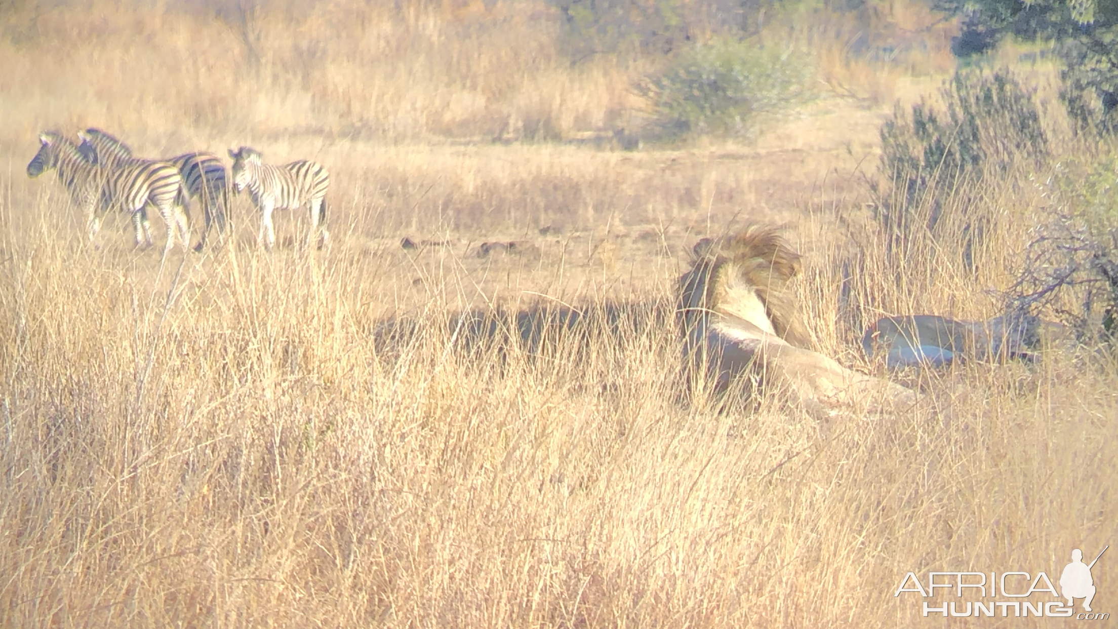 Burchell's Plain Zebra & Lions South Africa