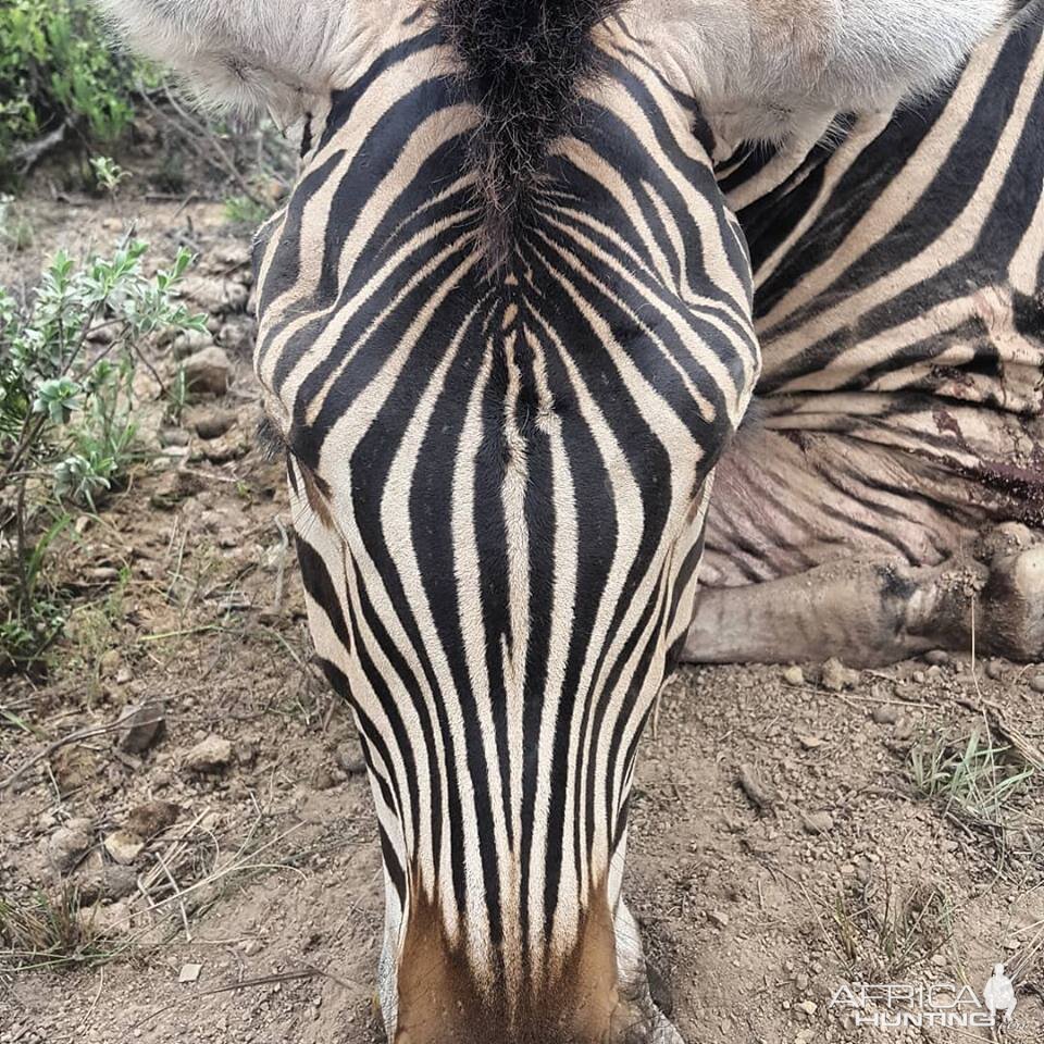 Burchell's Plain Zebra Markings