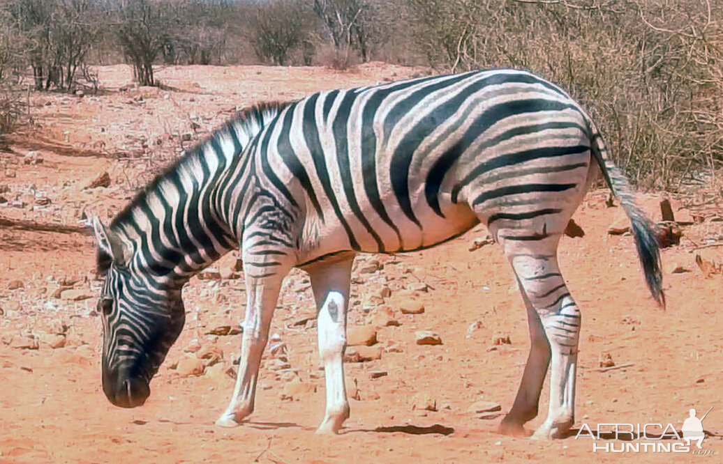 Burchell's Plain Zebra Namibia