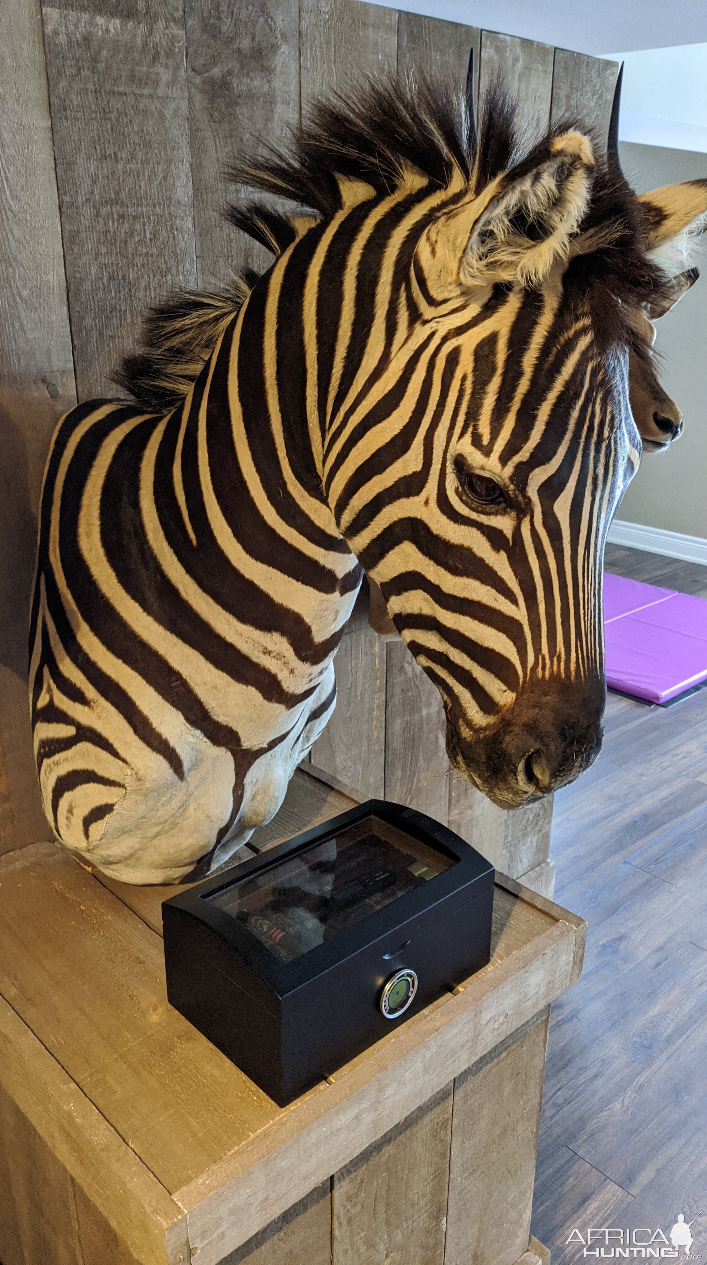 Burchell's Plain Zebra Pedestal Mount Taxidermy