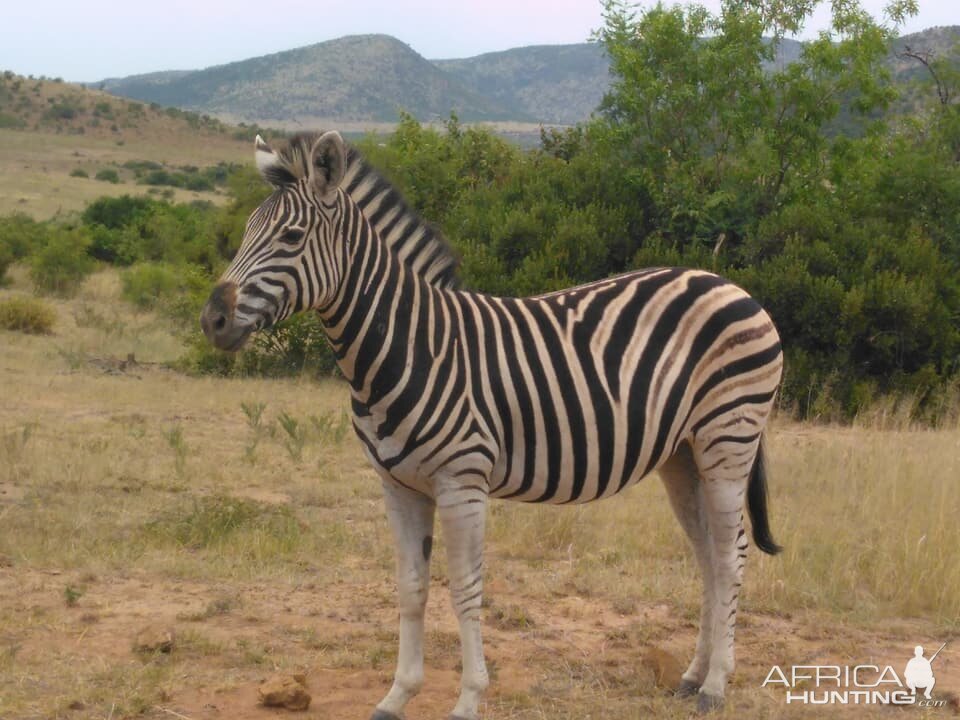 Burchell's Plain Zebra Pilanesberg Park South Africa