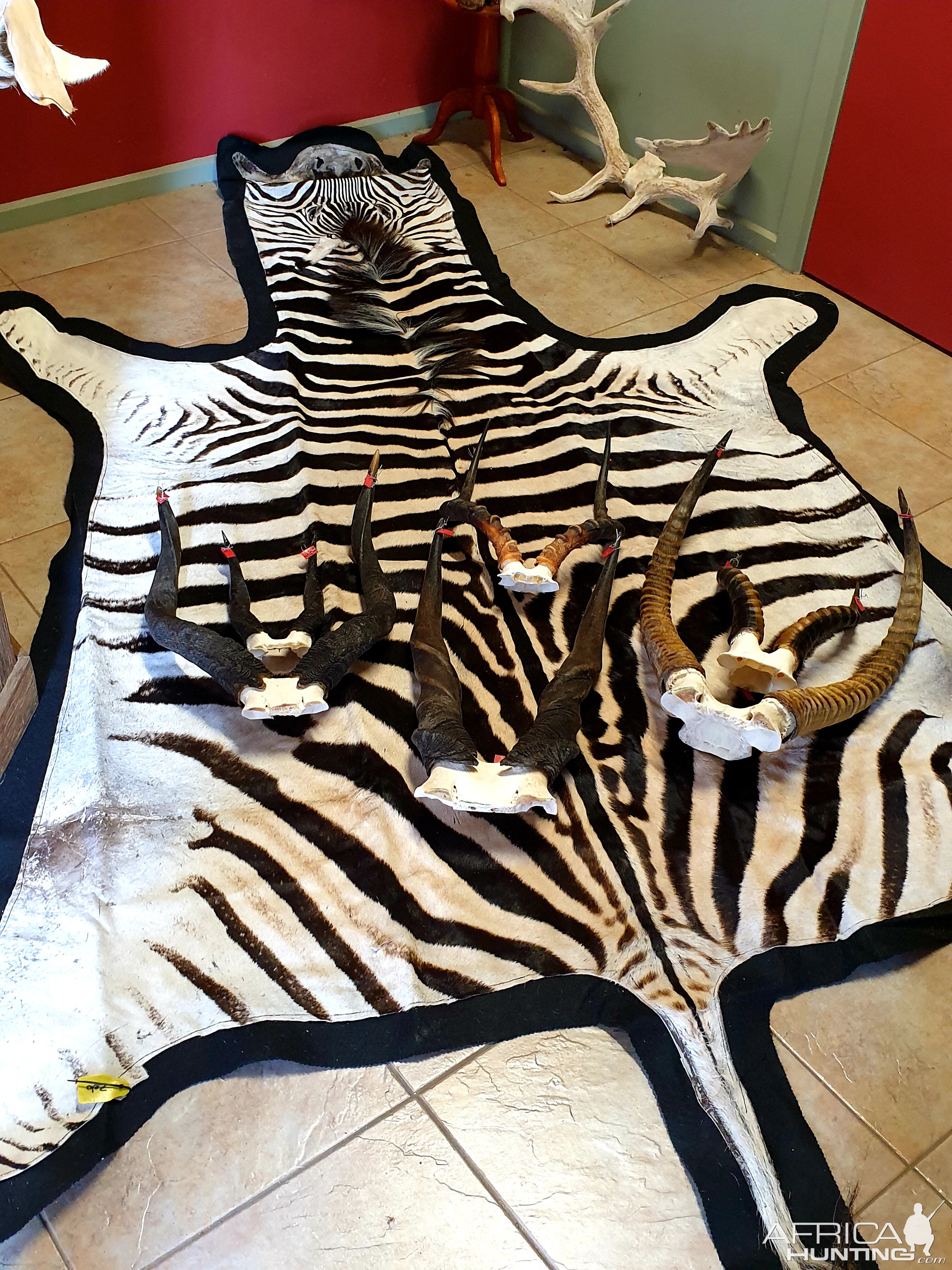 Burchell's Plain Zebra Rug & Horns Taxidermy