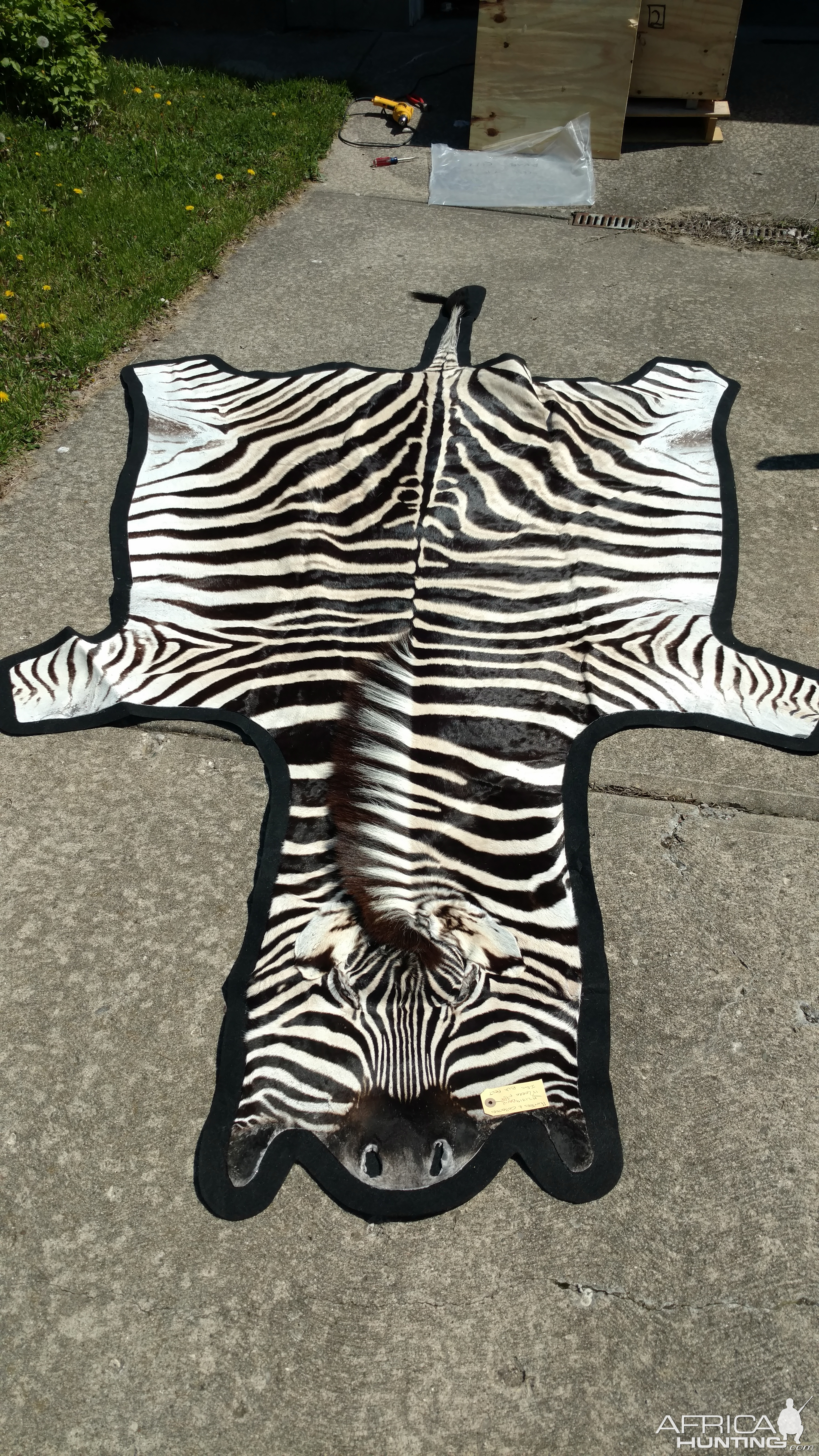 Burchell's Plain Zebra Rug