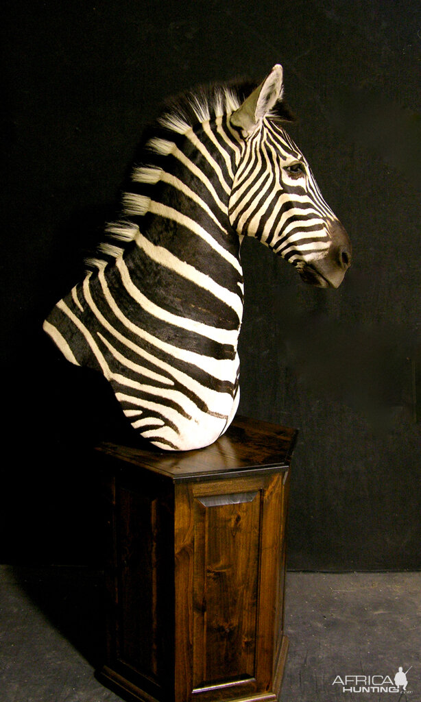 Burchell's Plain Zebra Shoulder Mount Pedestal Taxidermy