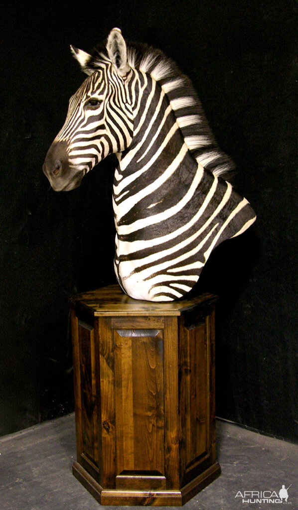 Burchell's Plain Zebra Shoulder Mount Pedestal Taxidermy