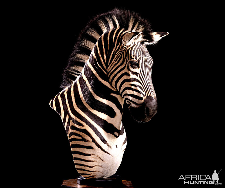 Burchell's Plain Zebra Shoulder Mount Taxidermy