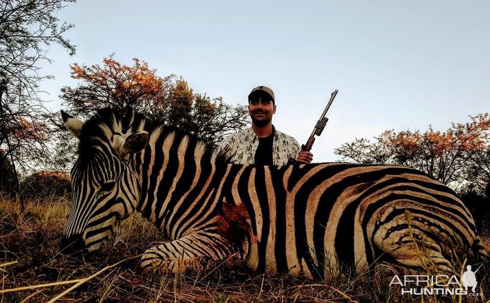 Burchell's Plain Zebra South Africa Cull Hunting