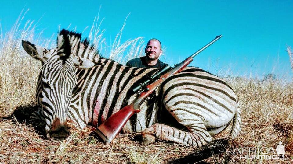 Burchell's Plain Zebra South Africa Hunting