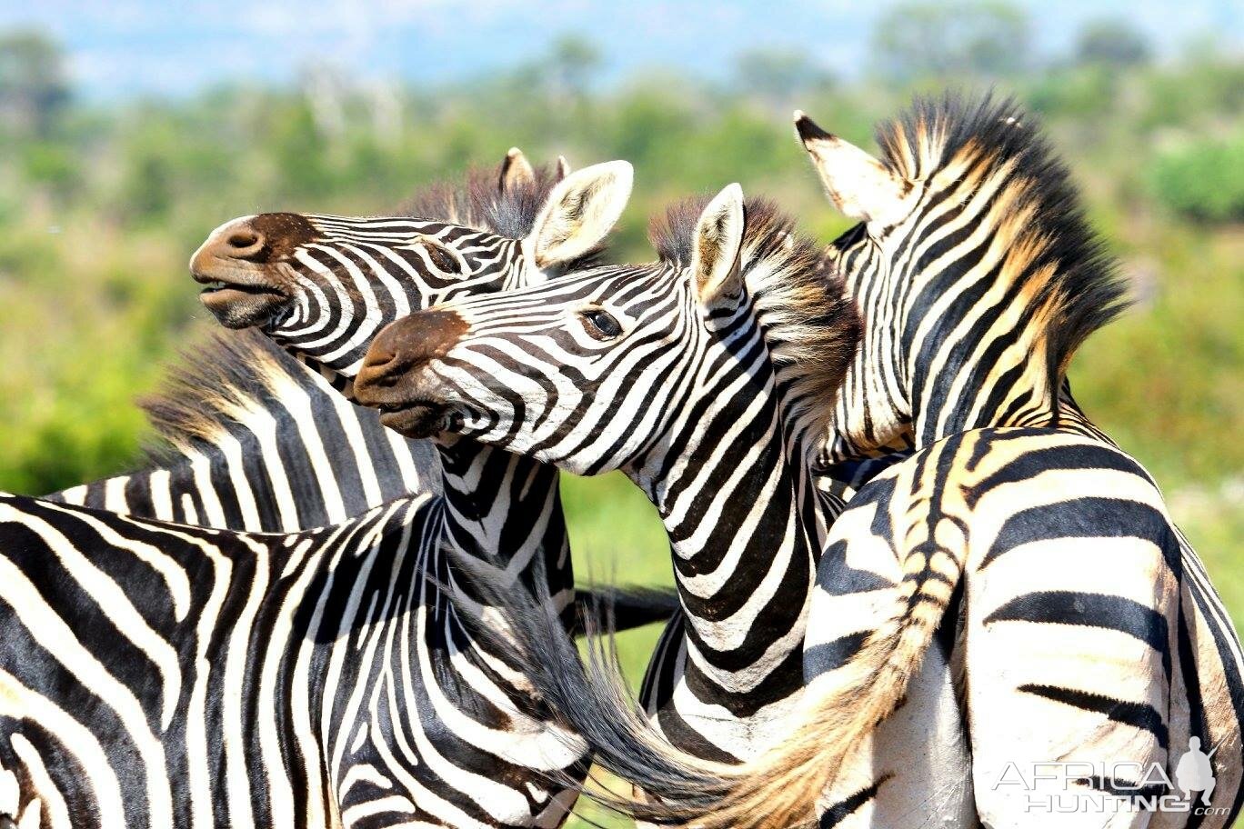 Burchell's Plain Zebra South Africa