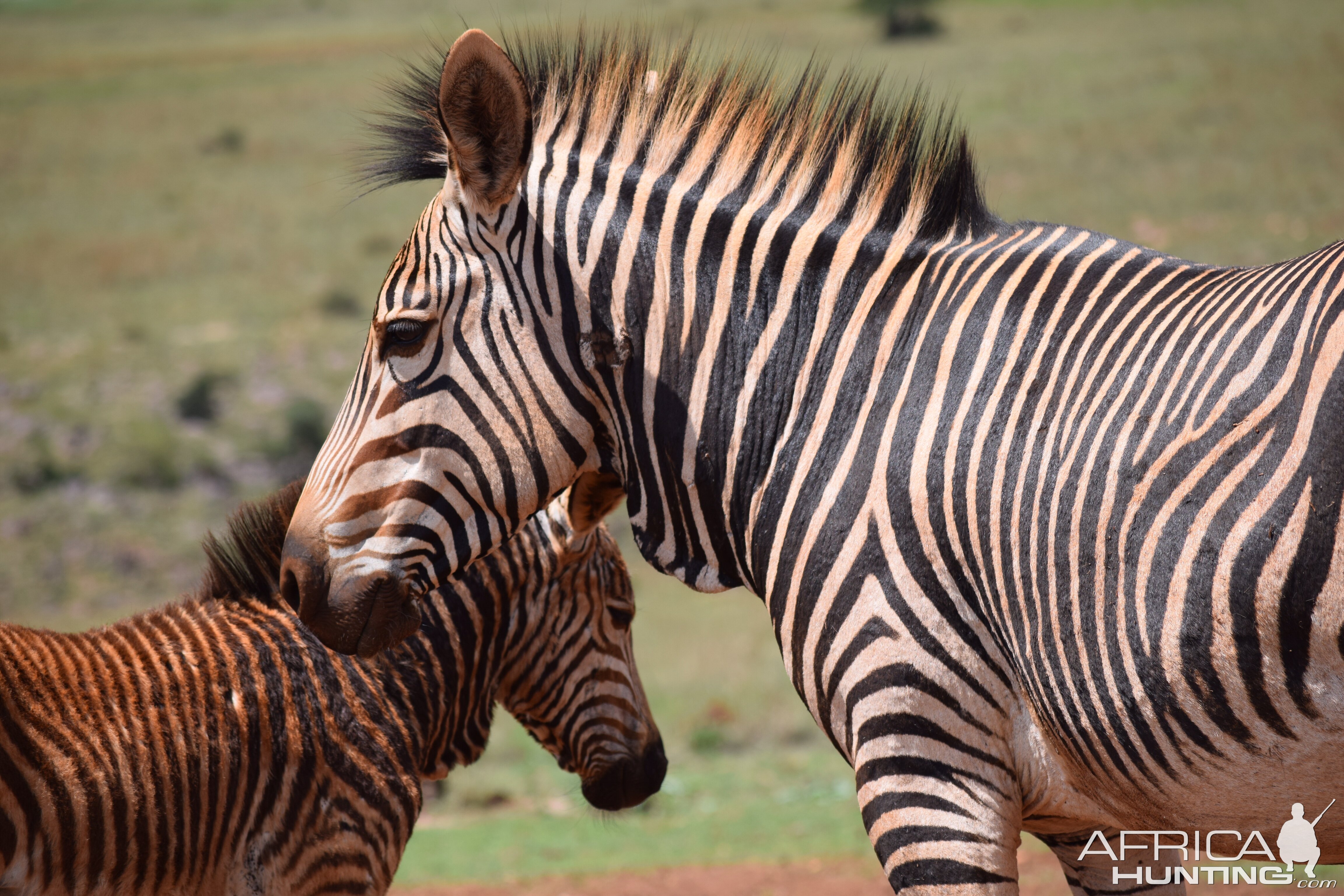 Burchell's Plain Zebra South Africa