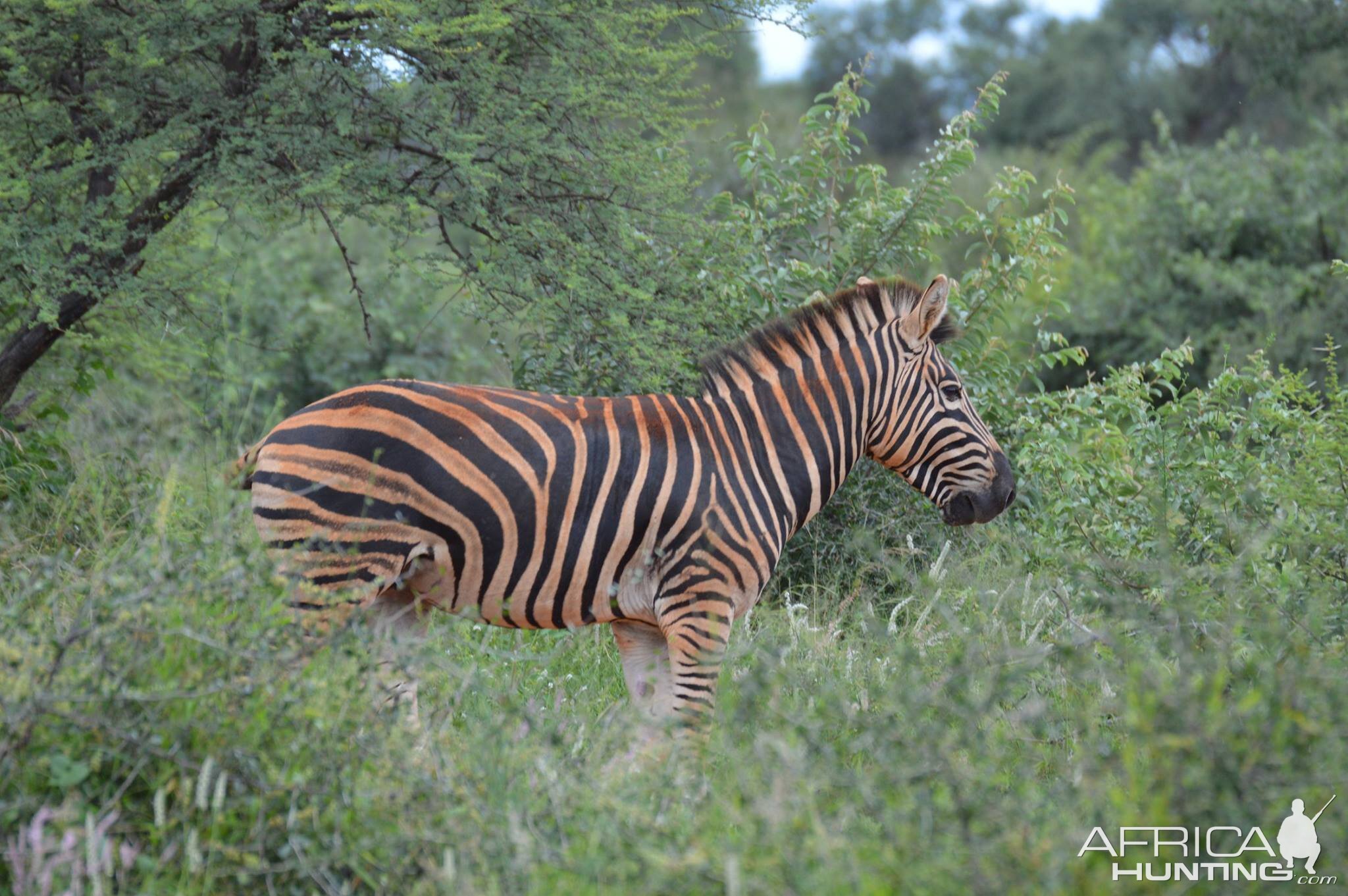 Burchell's Plain Zebra South Africa