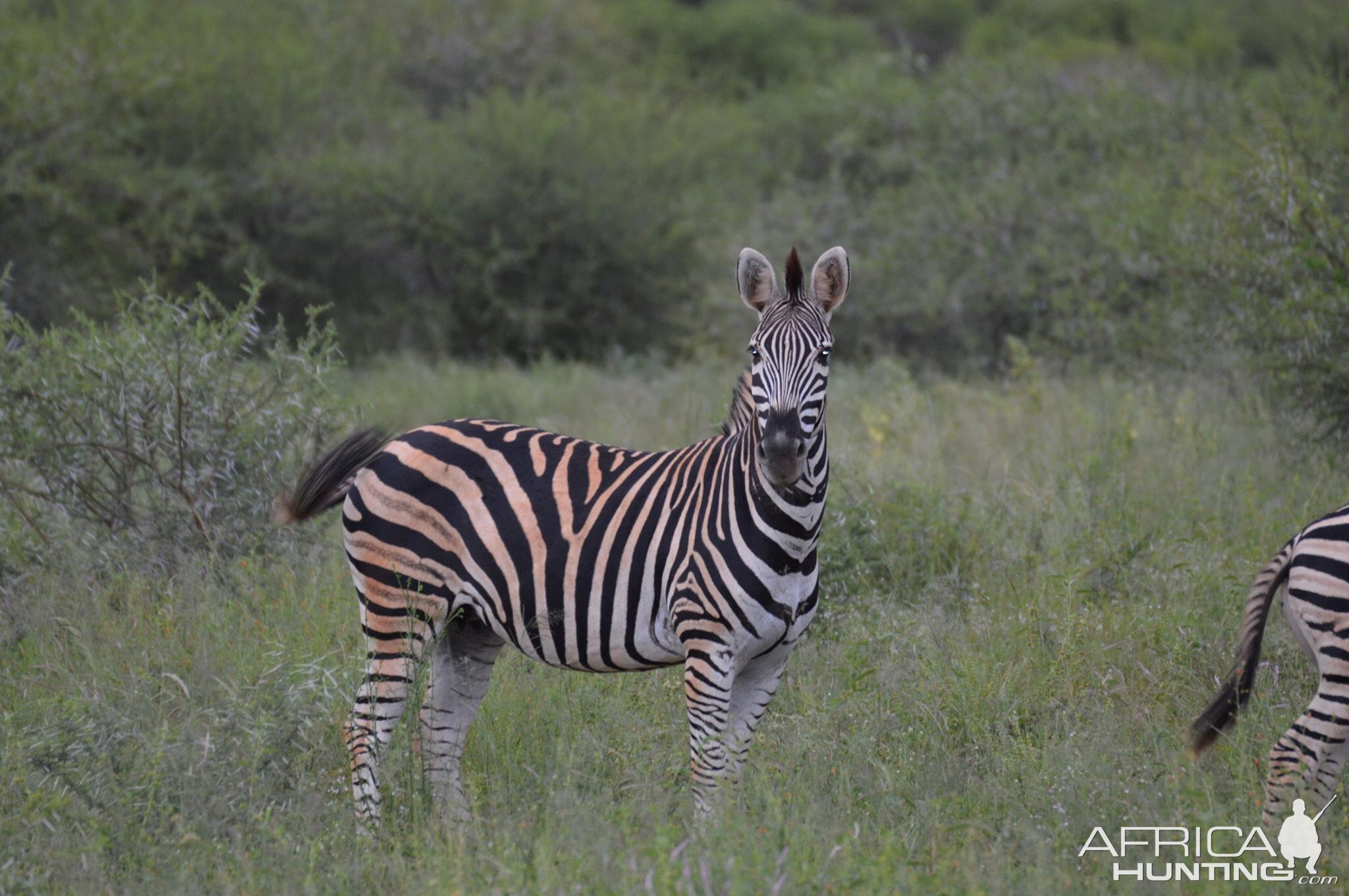 Burchell's Plain Zebra South Africa