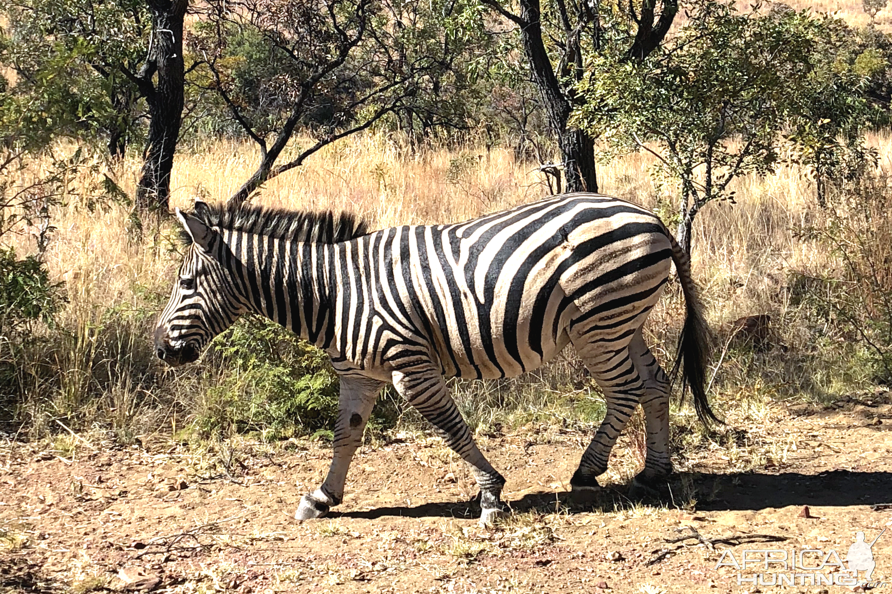 Burchell's Plain Zebra South Africa