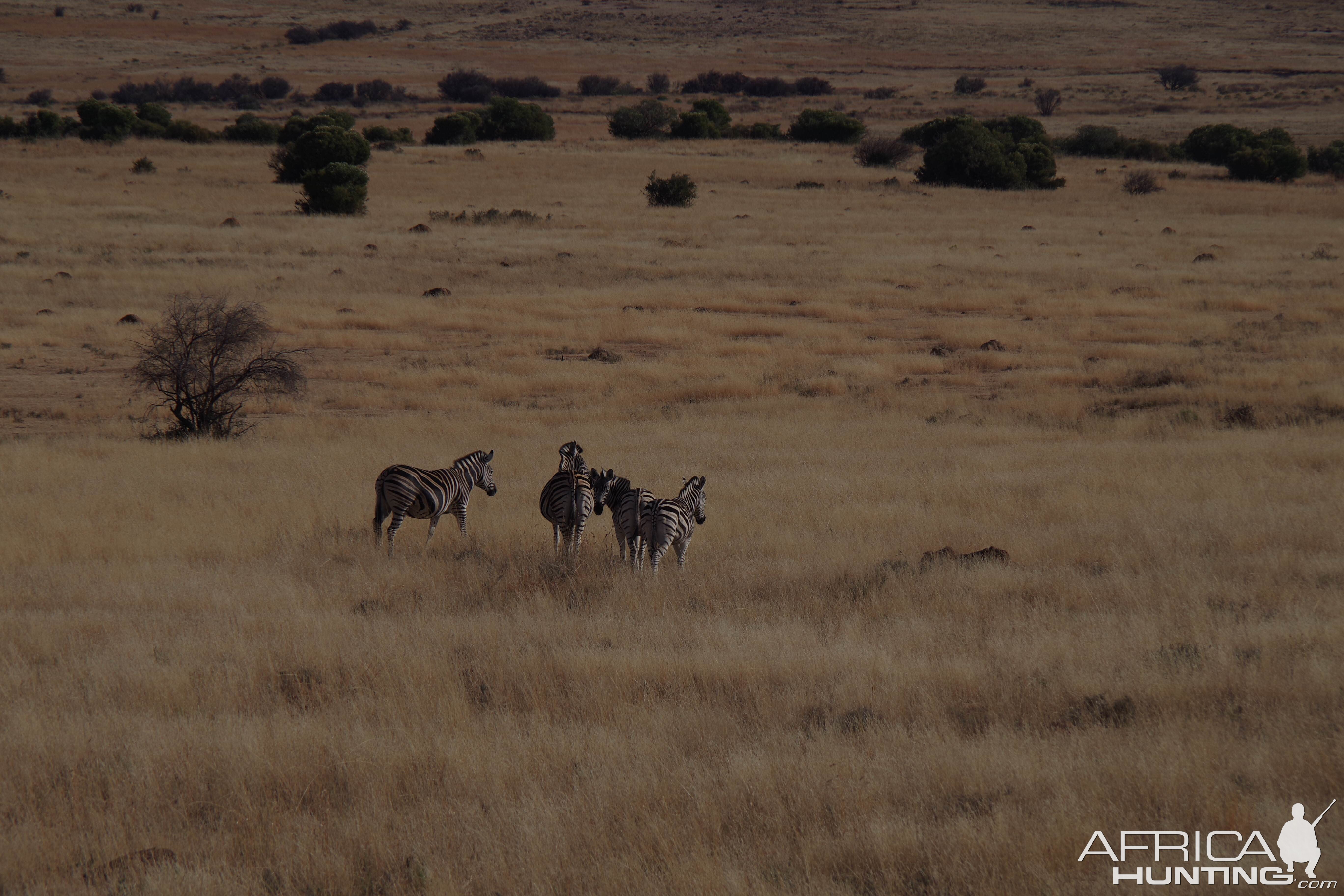 Burchell's Plain Zebra South Africa