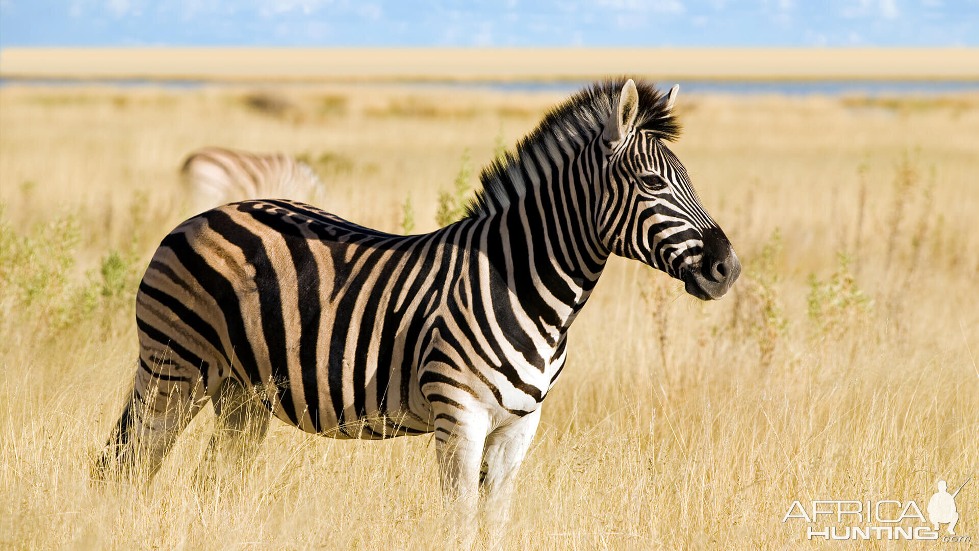 Burchell's Plain Zebra South Africa