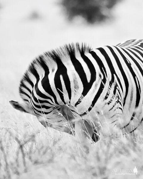 Burchell's Plain Zebra South Africa