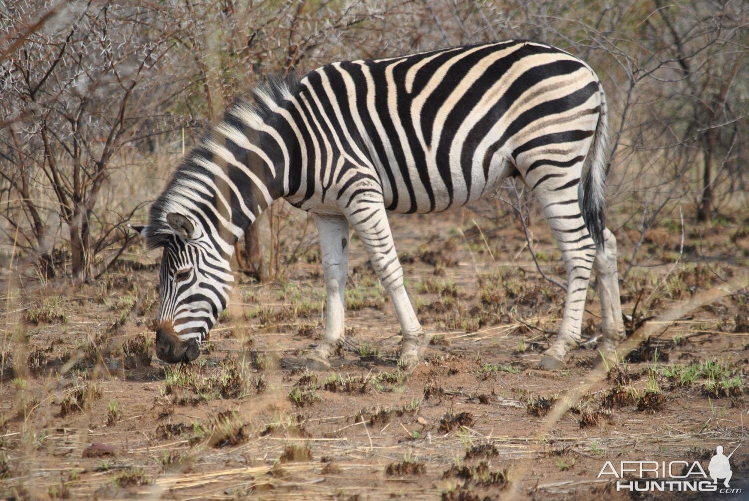 Burchell's Plain Zebra South Africa