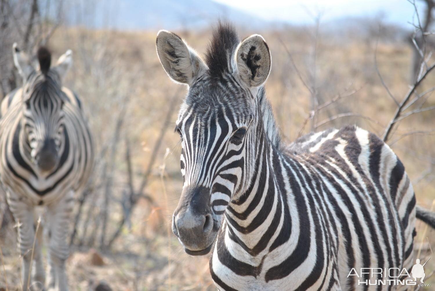 Burchell's Plain Zebra South Africa