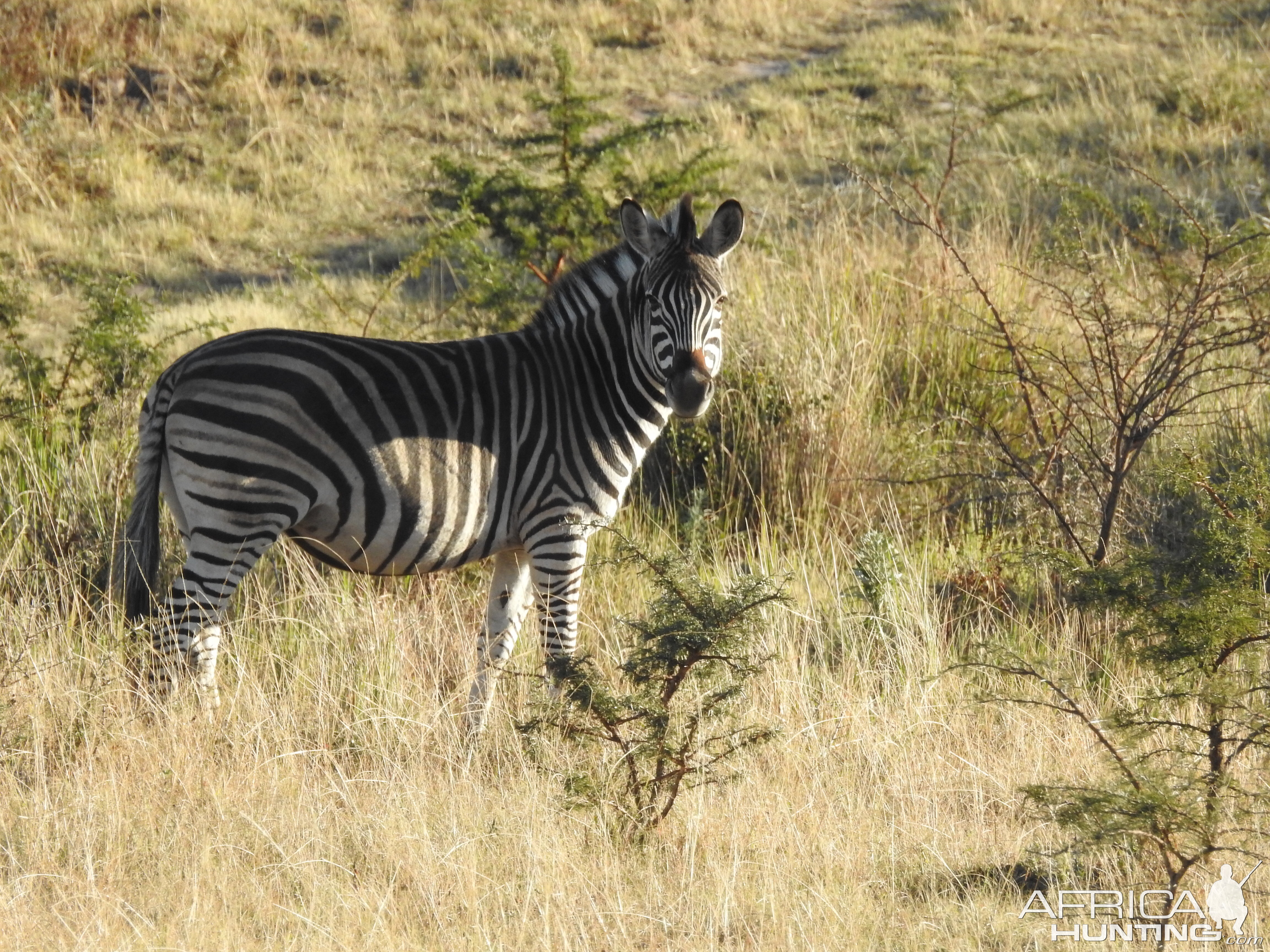 Burchell's Plain Zebra South Africa