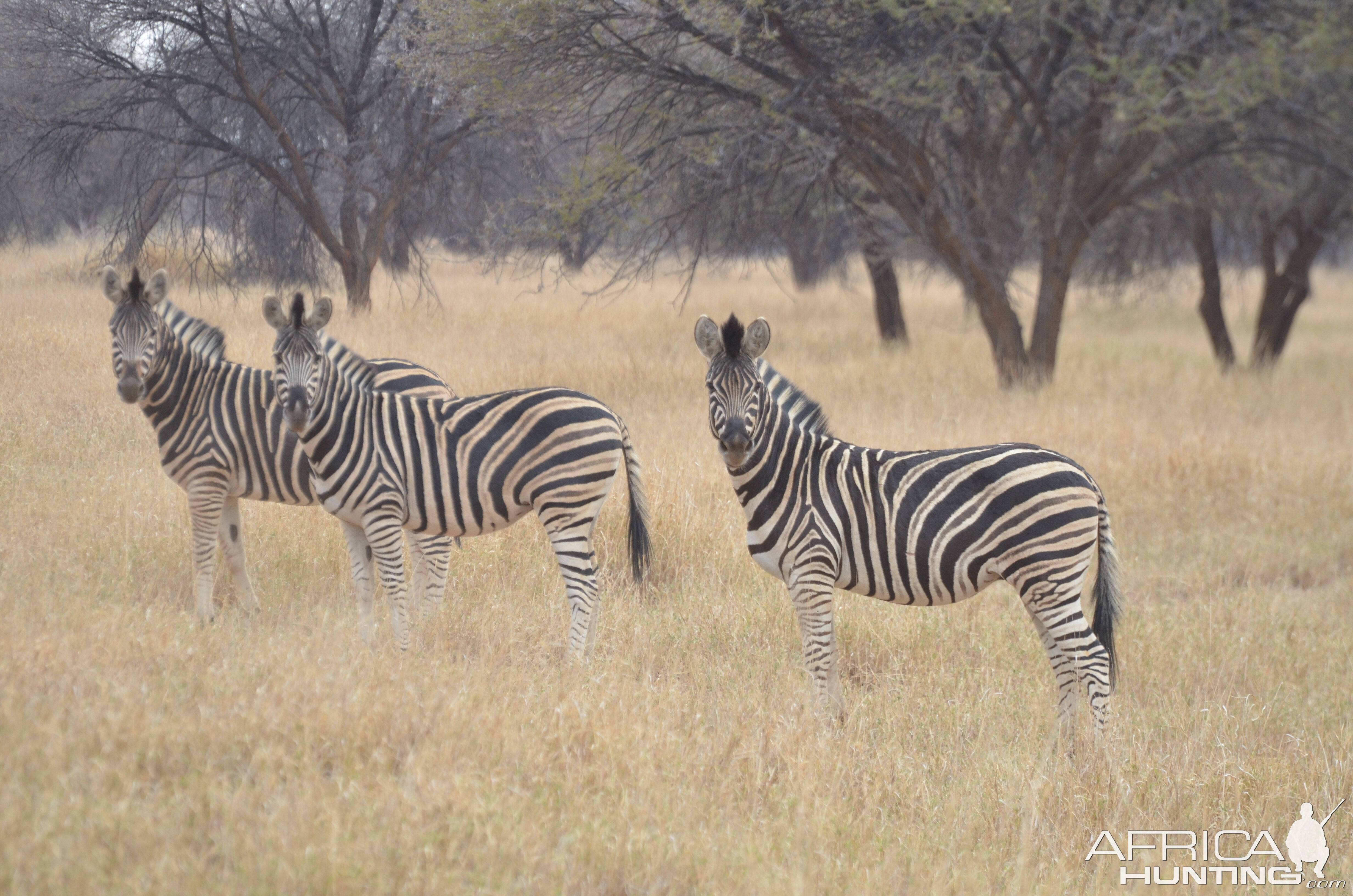 Burchell's Plain Zebra South Africa