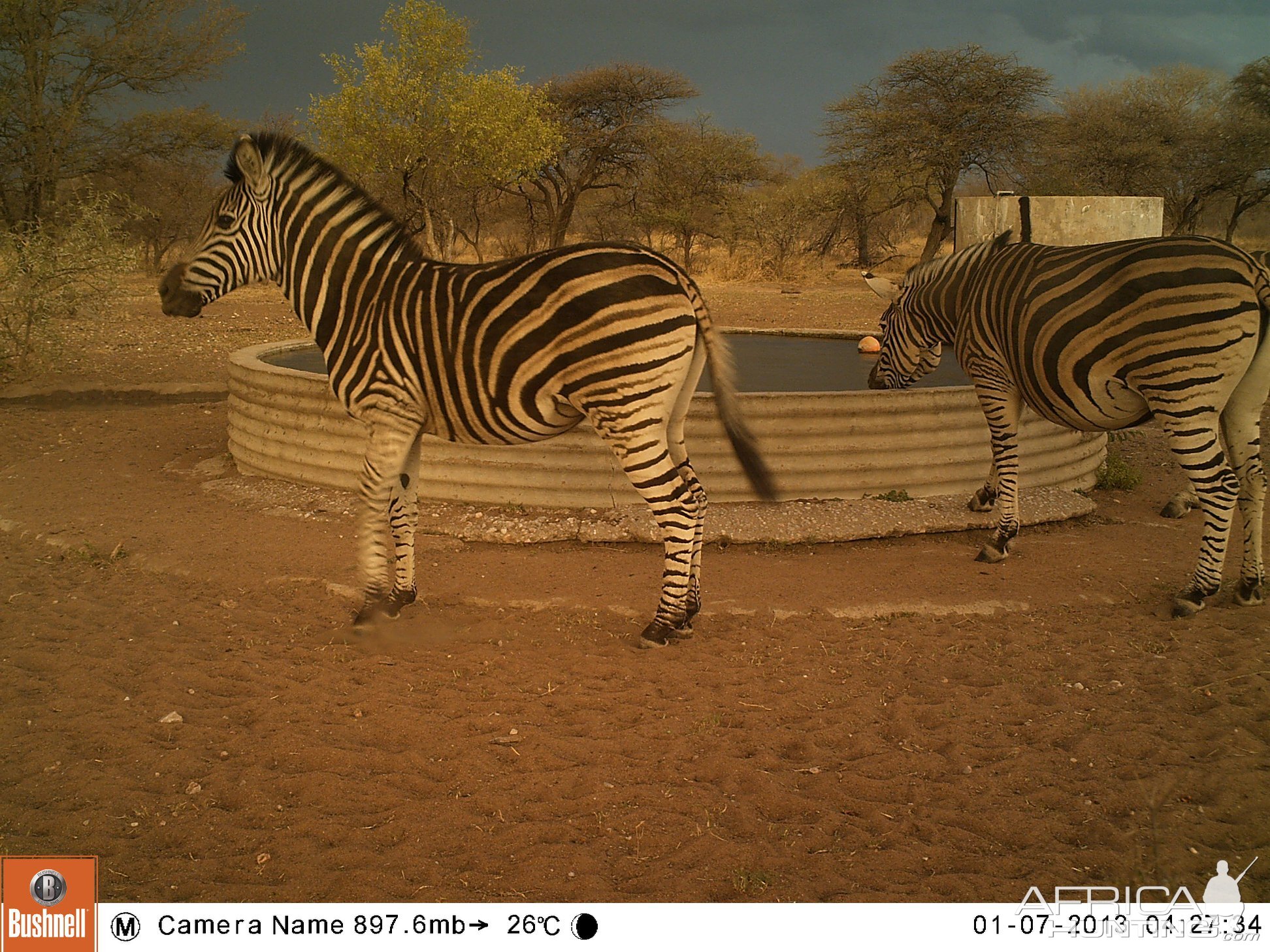 Burchell's Plain Zebra Trail Cam Pictures South Africa