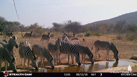 Burchell's Plain Zebra Trail Cam Pictures South Africa