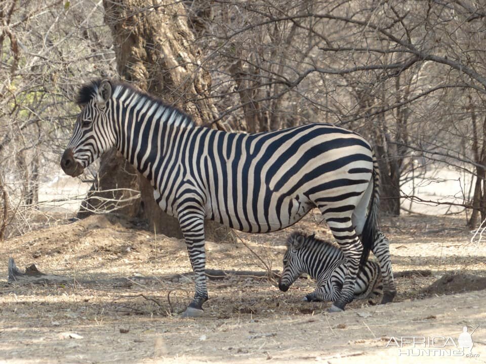 Burchell's Plain Zebra Zimbabwe